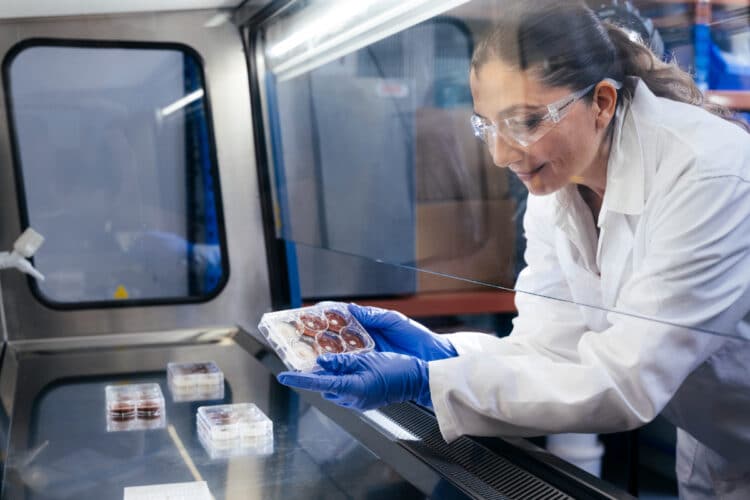 Dr Denys Villa-Gomez examining fungal samples. Image: University of Queensland.
